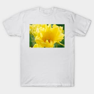 Tulipa  &#39;Yellow Spider&#39;  Tulip T-Shirt